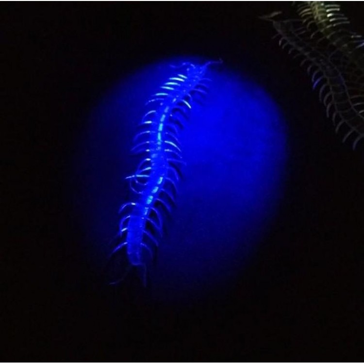 Transparent Color Glowing in the Dark Phosphorescent Centipede 13 cm 1 Piece