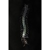 Transparent Color Glow-in-the-Dark Phosphorescent Centipede 13 cm 1 Piece