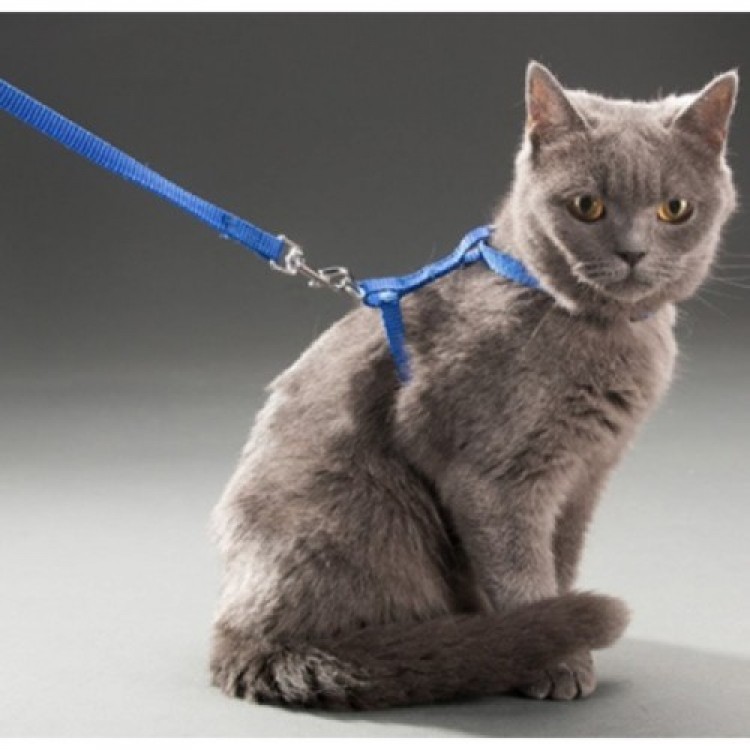 Cat Neck and Chest Harness Cat Neck and Chest Harness