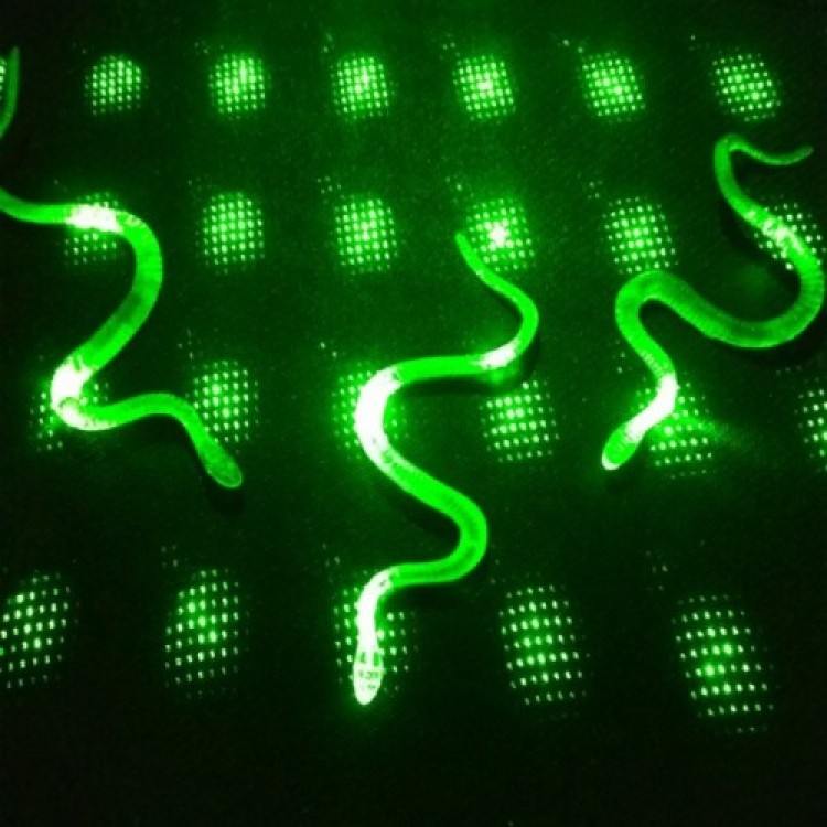 Snake Centipede Joke Toy 36 Pieces