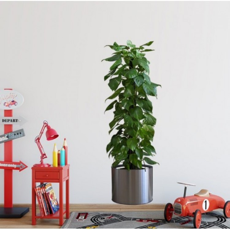 Potted Plant Design Adhesive Sticker Picture Potted Plant Design Adhesive Sticker Picture