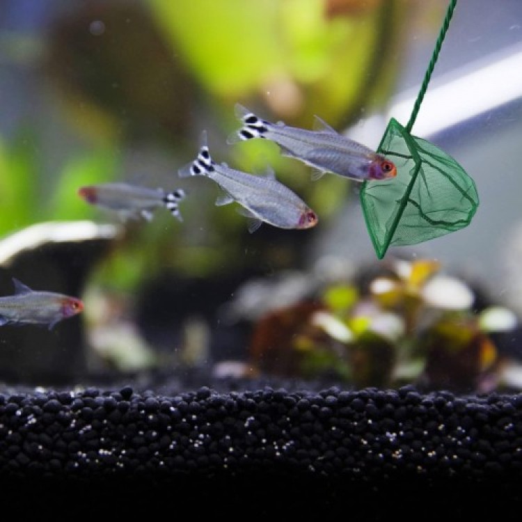 Aquarium Fish Net 12 CM