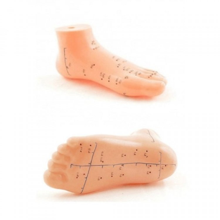 Foot Acupuncture Zone Model Foot Acupuncture Zone Model