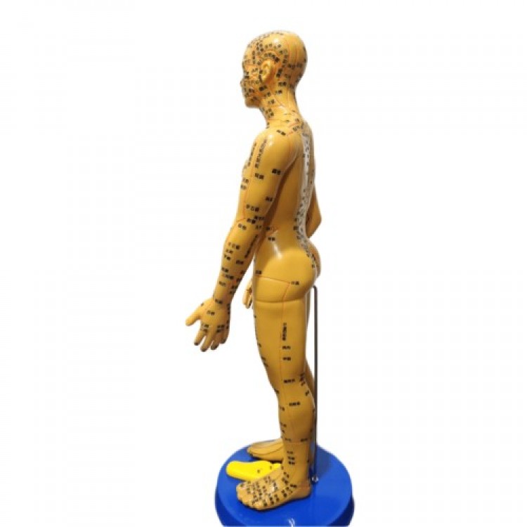 Human Model for Acupuncture Training