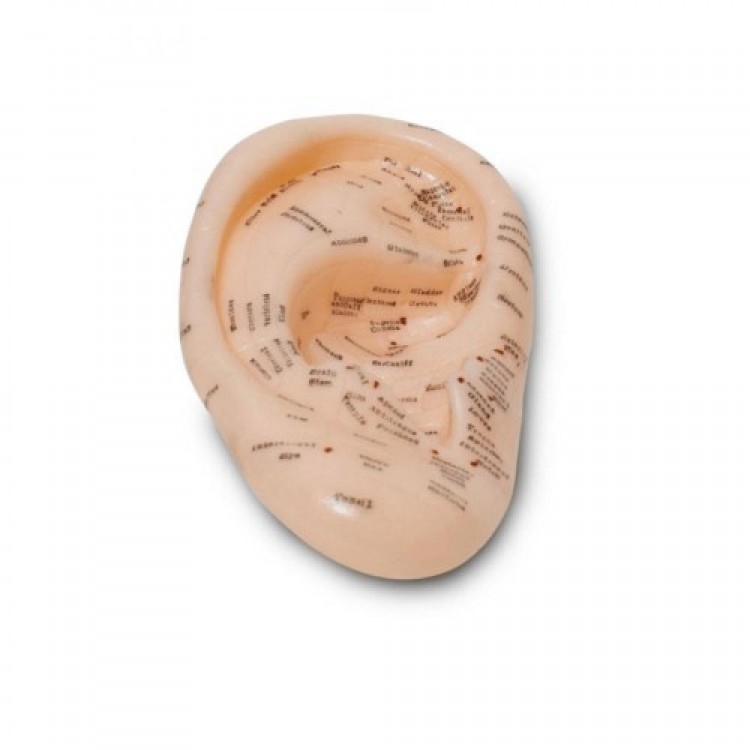 Ear Acupuncture Model Detailed Point Display Ear Acupuncture Model Detailed Point Display