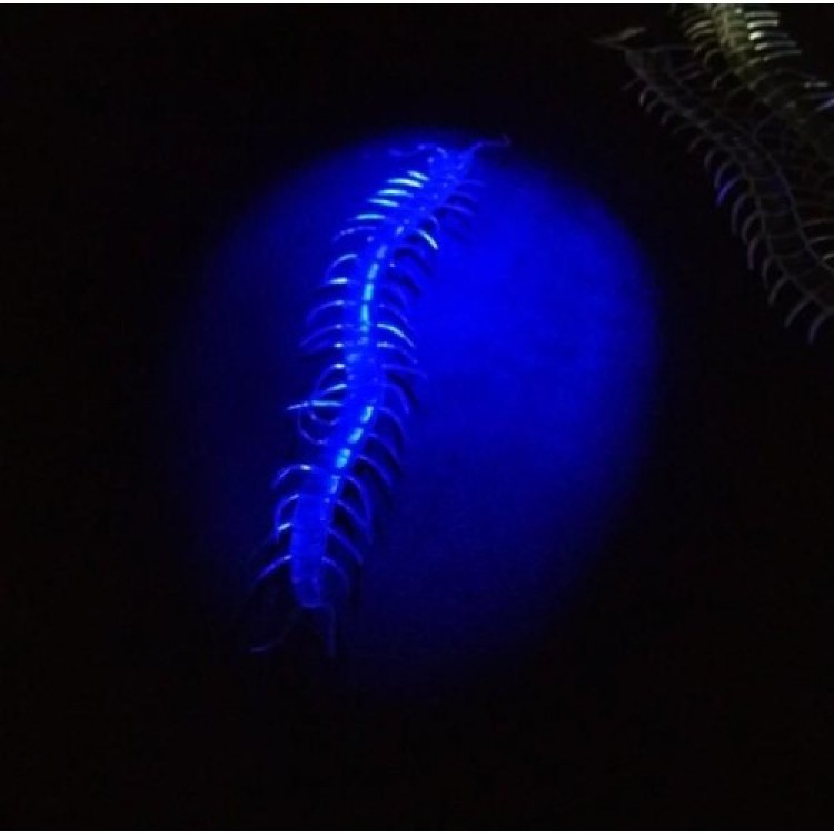 Transparent Color Glow-in-the-Dark Phosphorescent Centipede 13 cm 1 Piece Transparent Color Glow-in-the-Dark Phosphorescent Centipede 13 cm 1 Piece