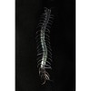 Transparent Color Glow-in-the-Dark Phosphorescent Centipede 13 cm 1 Piece