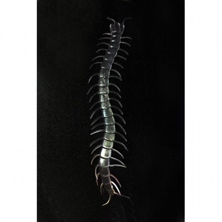 Transparent Color Glow-in-the-Dark Phosphorescent Centipede 13 cm 1 Piece